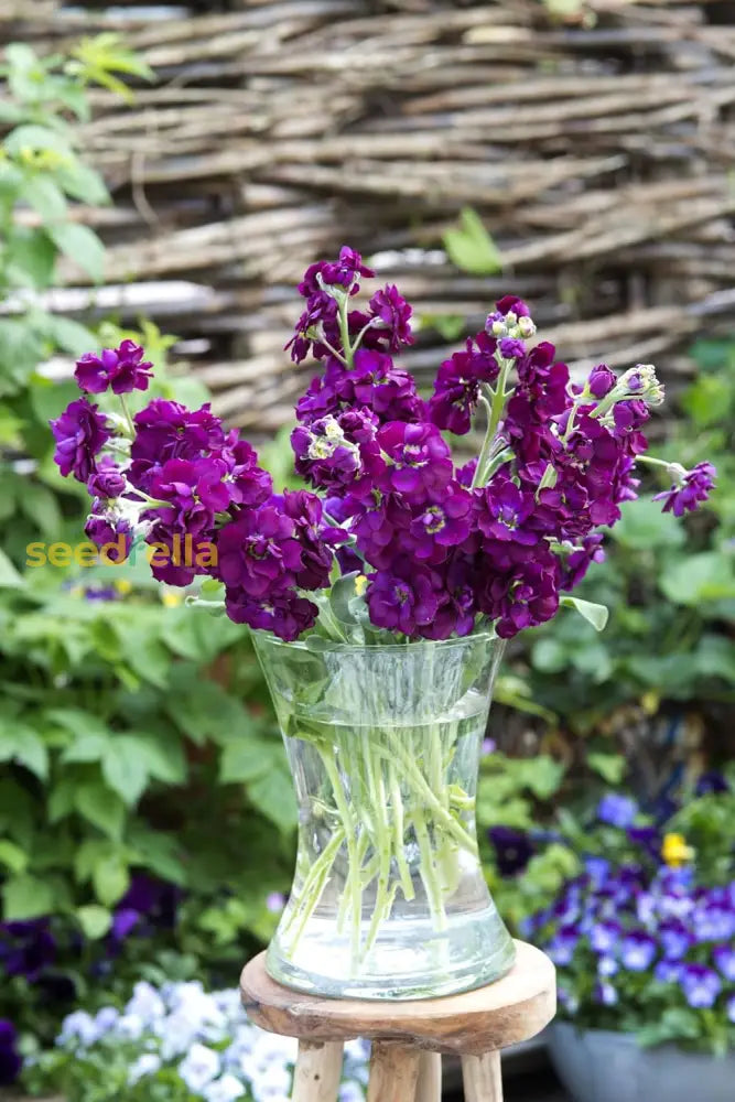 Matthiola Incana Flower Seeds - Deep Purple For Planting