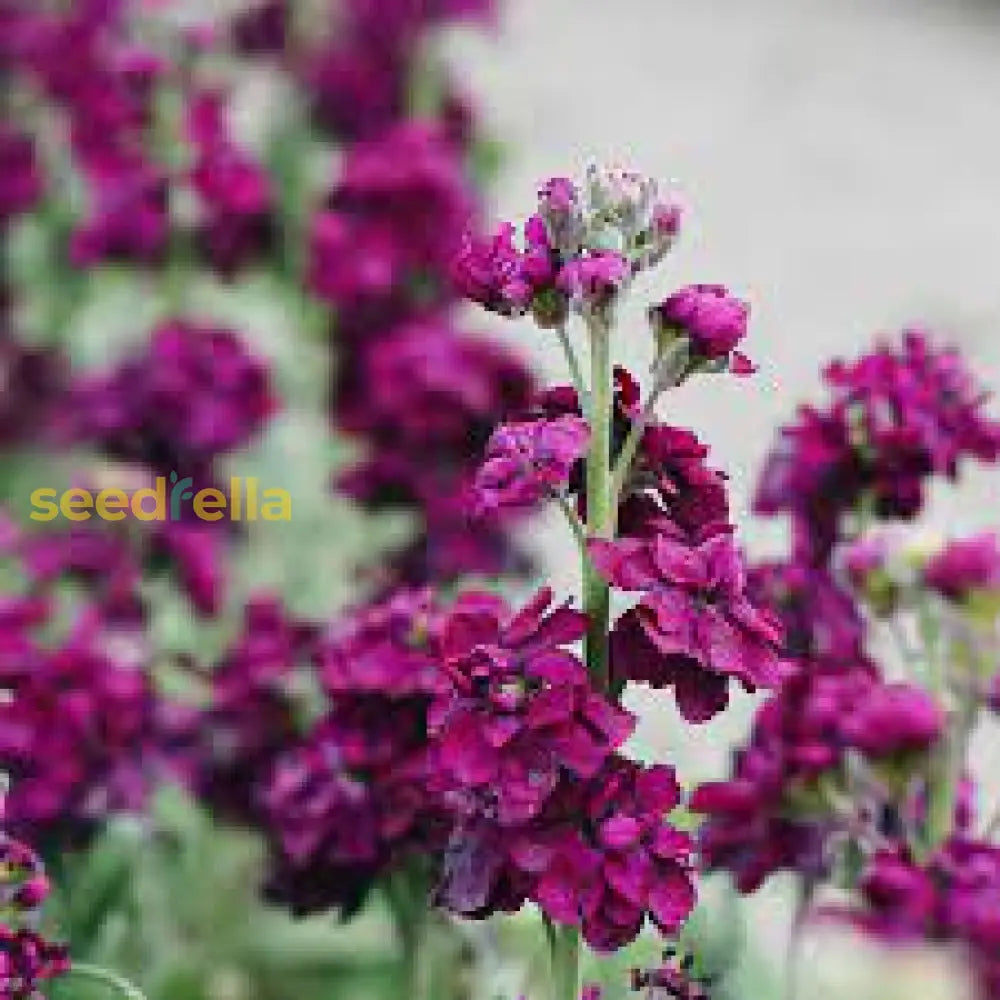 Matthiola Incana Flower Seeds - Deep Purple For Planting