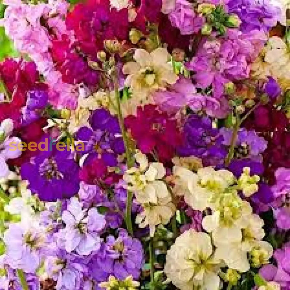 Matthiola Incana Flower Seeds For Easy Planting