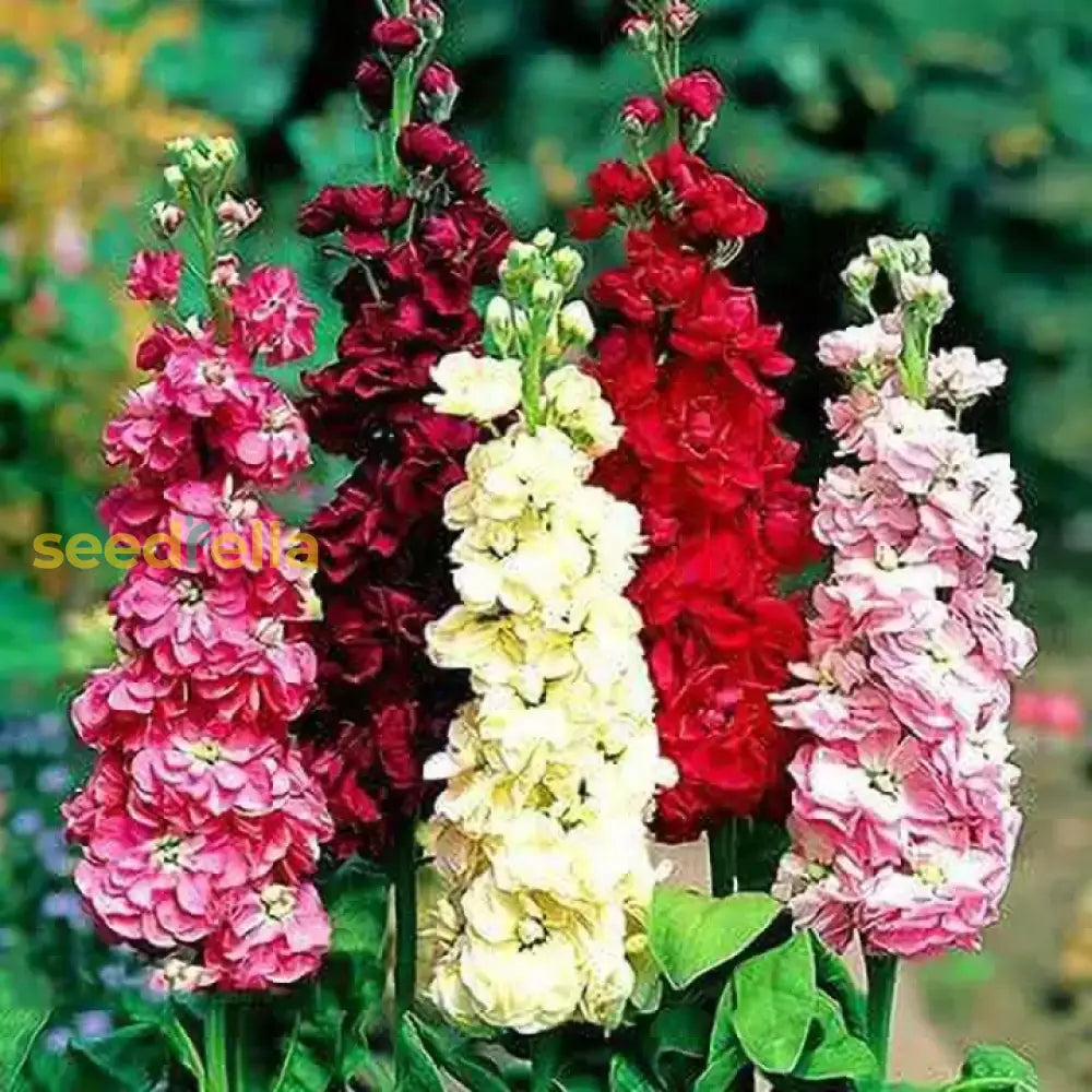 Matthiola Incana Flower Seeds For Easy Planting