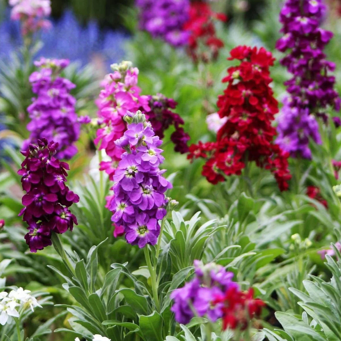 Matthiola Incana Flower Seeds