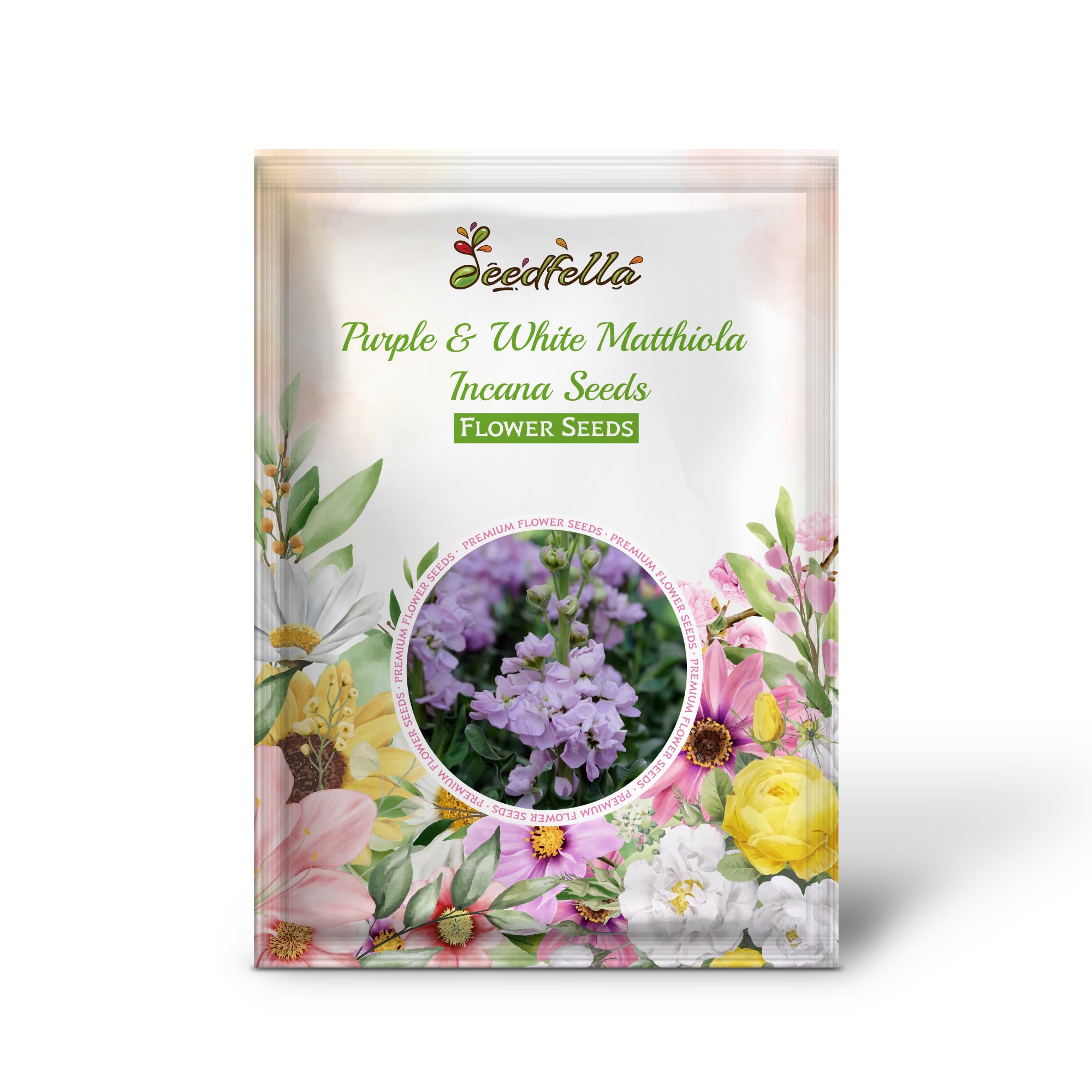 Purple and White Matthiola flowers in full bloom