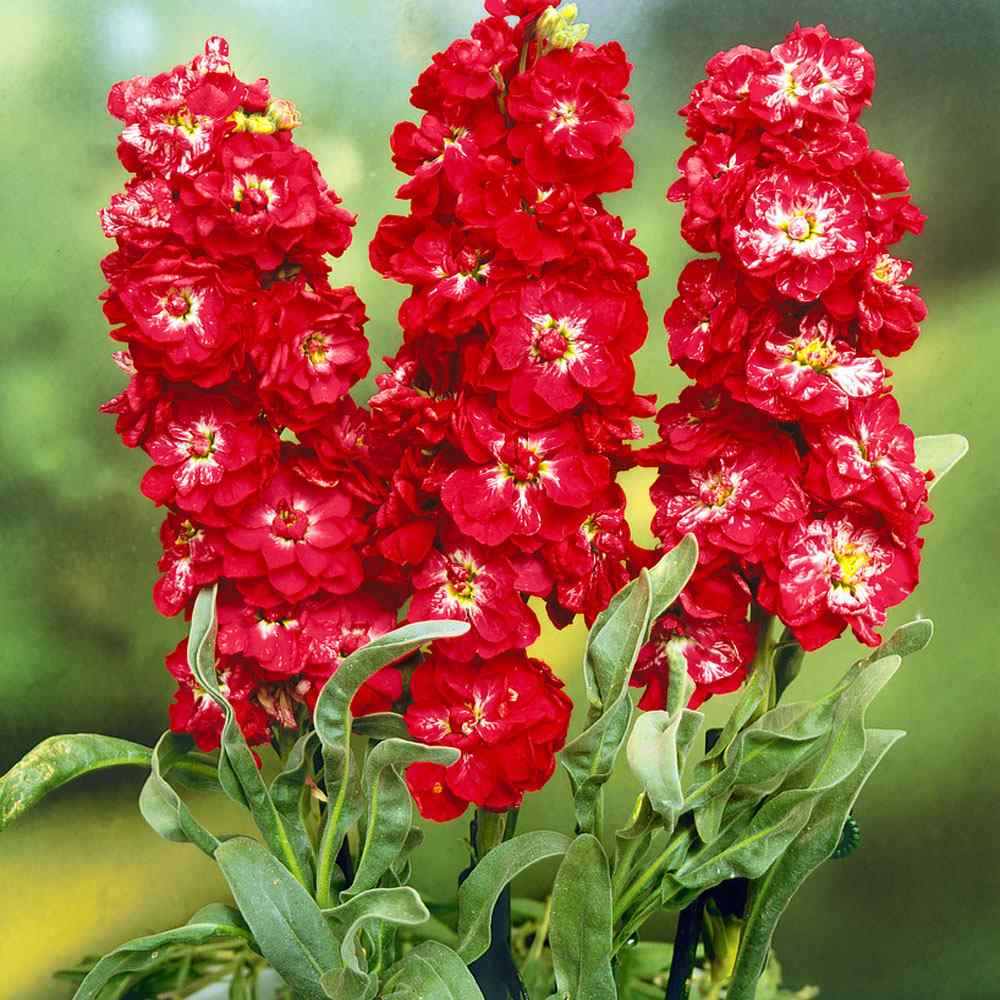 Matthiola Incana Red Flower Seeds for Easy Planting