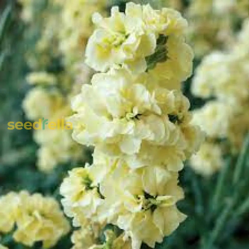 Matthiola Incana Yellow Flower Seeds For Spring And Summer Planting