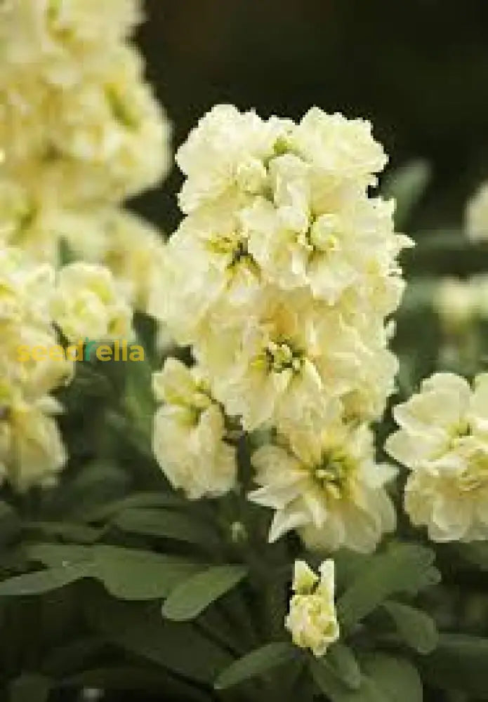 Matthiola Incana Yellow Flower Seeds For Spring And Summer Planting