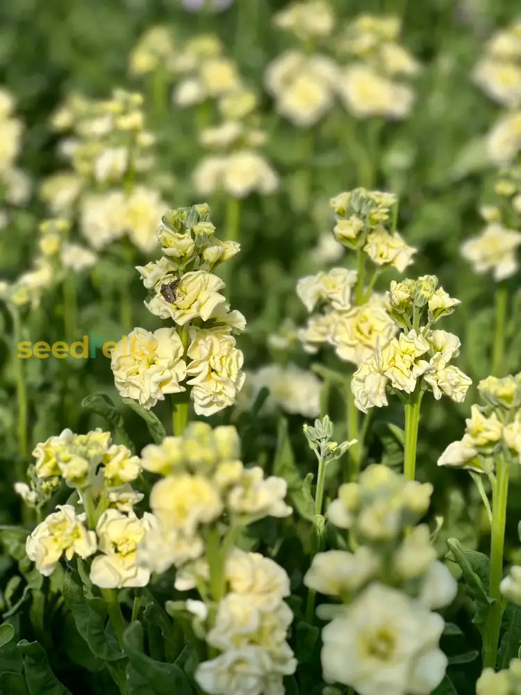 Matthiola Incana Yellow Flower Seeds For Spring And Summer Planting