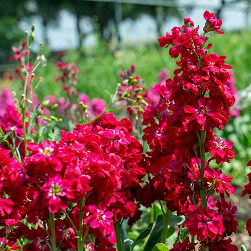 Matthiola Incana maroon flowers growing in pots