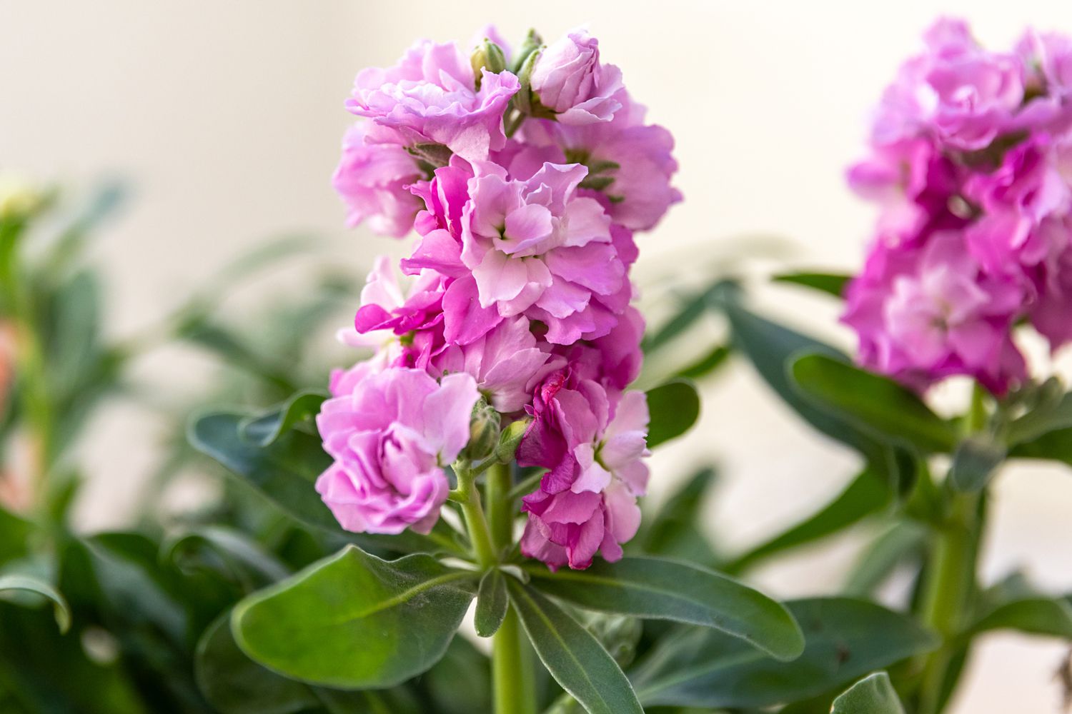 Soft pink Matthiola Incana flowers for long-lasting bloom
