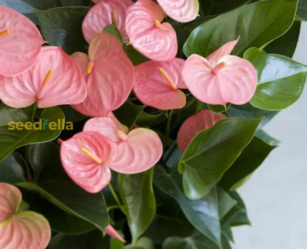 Mature anthurium grown from seeds pale pink