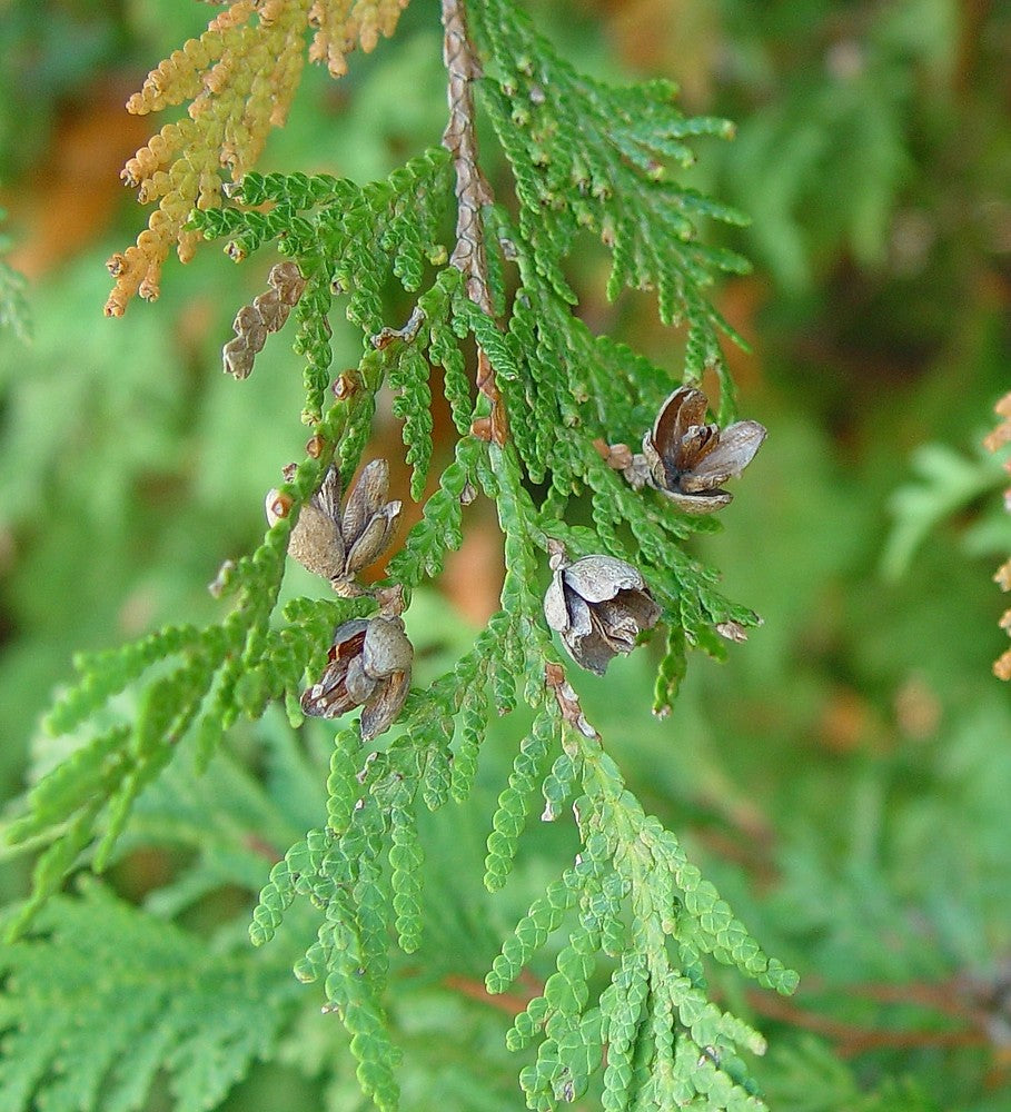 Mature Astragalus Membranaceus Plant with Green Foliage