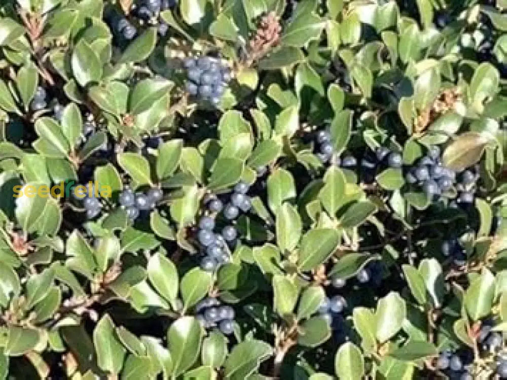 Mature Black Hawthorn Tree in Landscape
