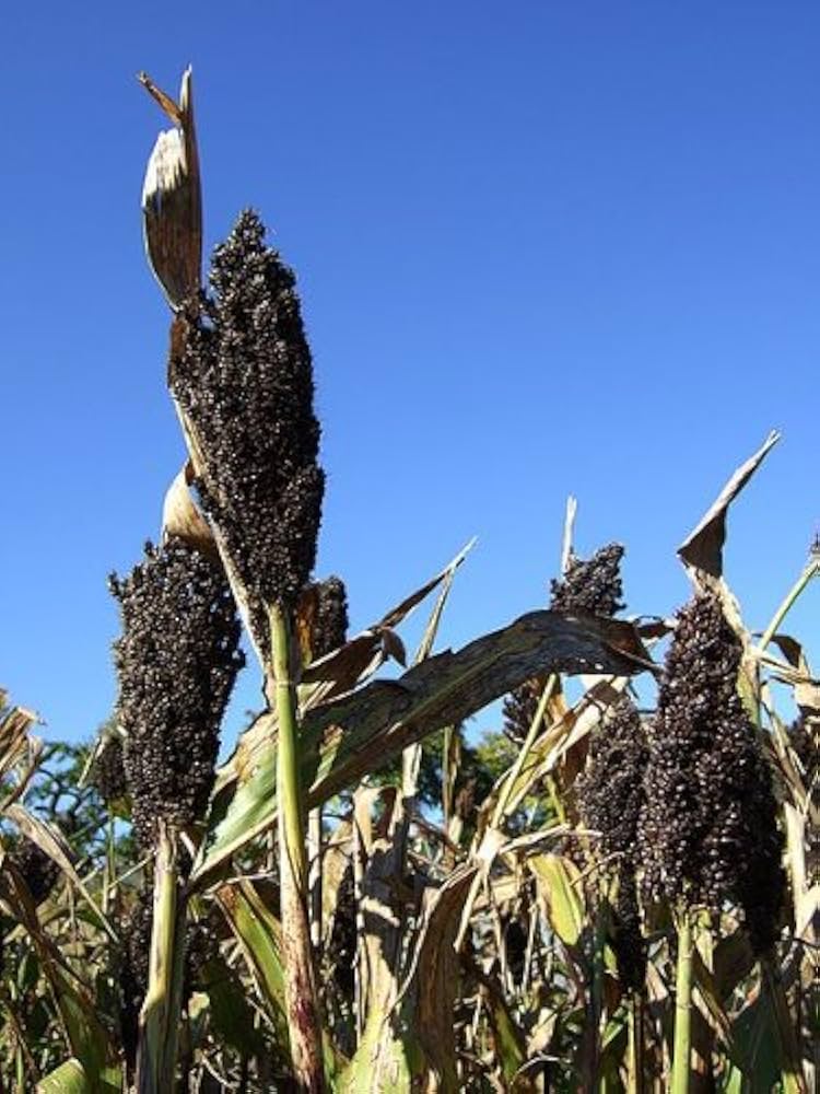Mature black sorghum grain heads in field