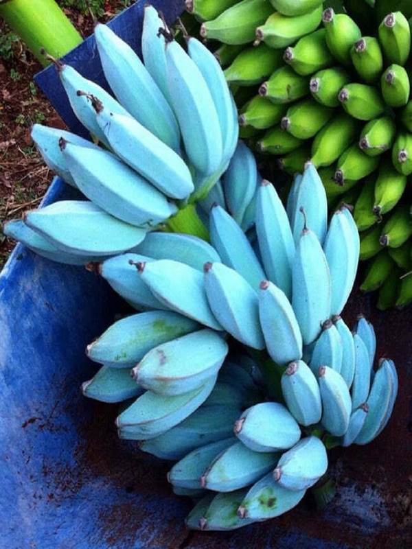 Mature Blue Java banana plant grown from seeds