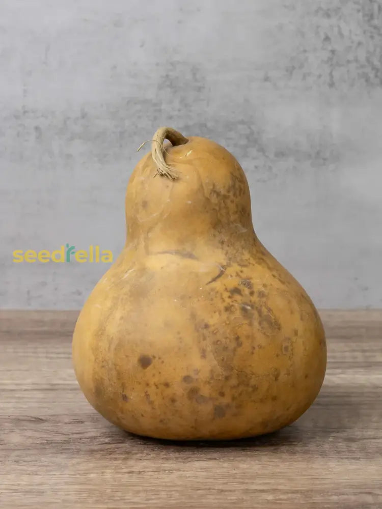 Mature Brown Bottle Gourd fruit