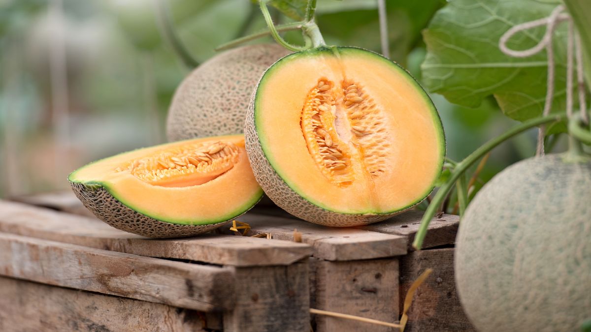 Mature cantaloupe melons grown from seeds