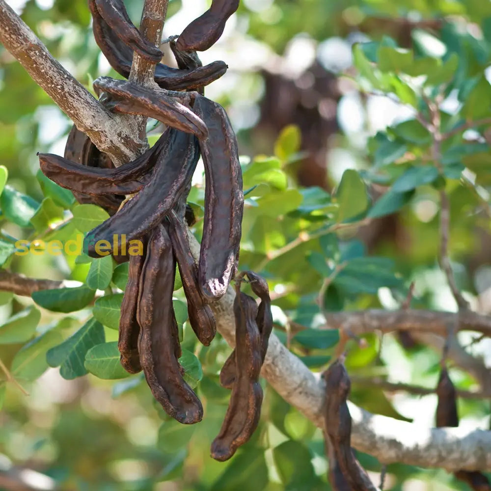 Mature Black Carob Tree with Green Foliage