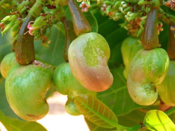 Mature cashew tree with nuts and cashew apples