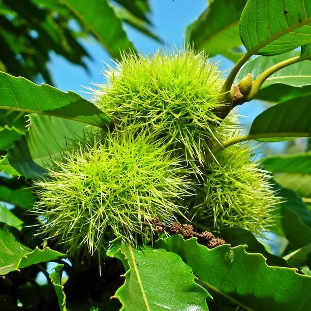 Mature Chestnut Tree Thriving in Garden