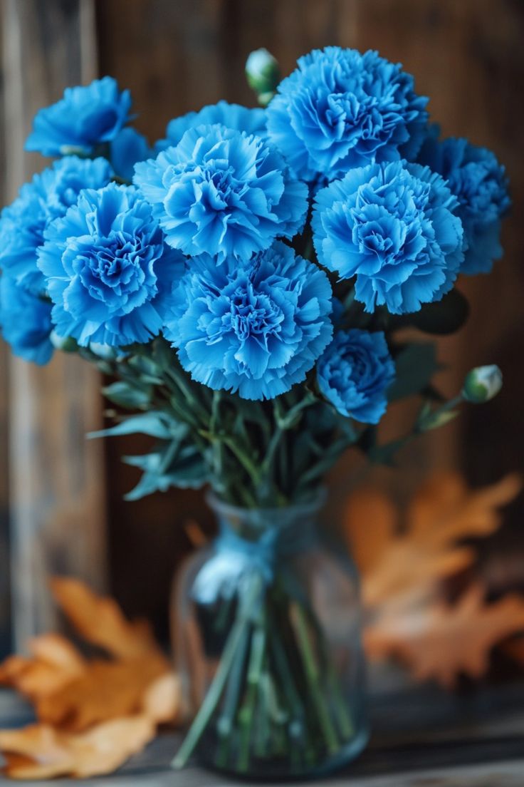 Mature dark blue dianthus caryophyllus plants grown from seeds