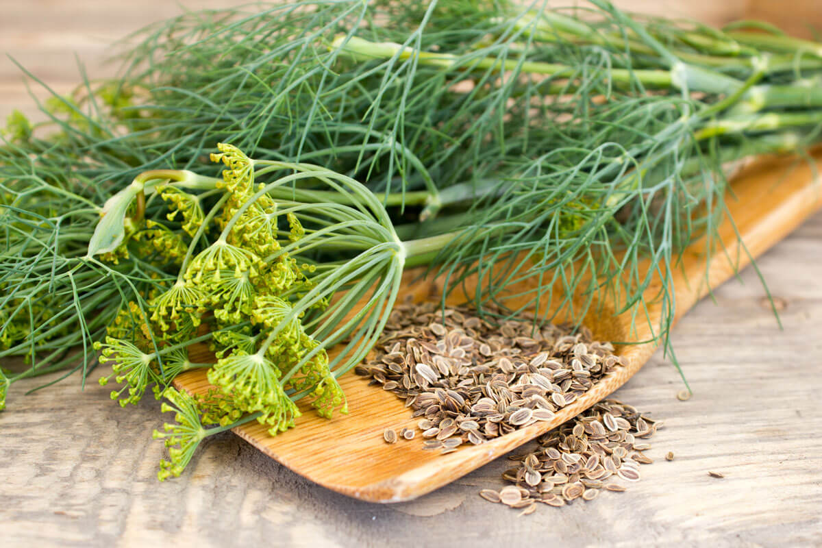 Mature Dill Herb Plant with Feathery Green Leaves