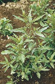 Mature Epazote Mexican Tea Herb Plant with Green Foliage