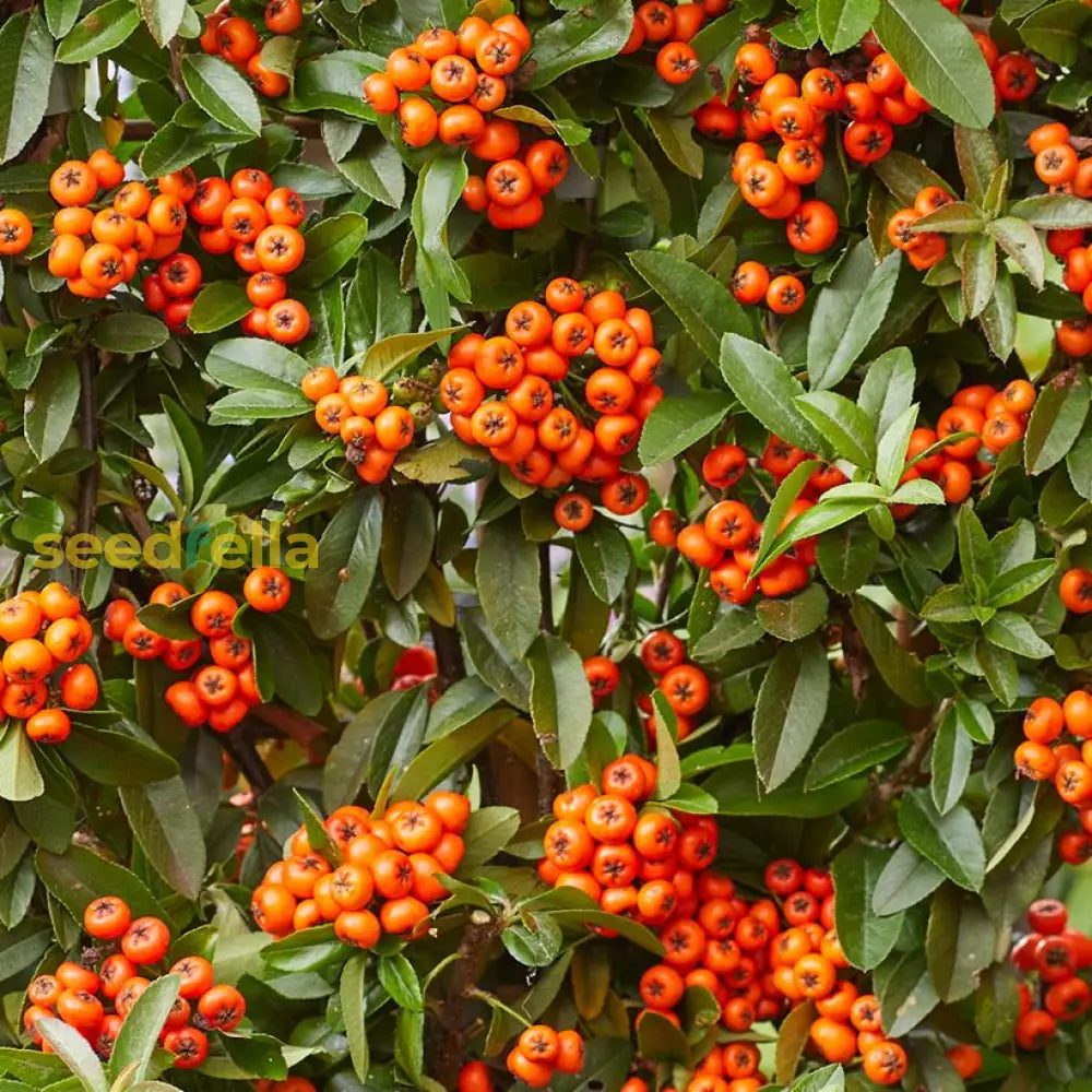 Mature Firethorn Shrub with Orange Berries