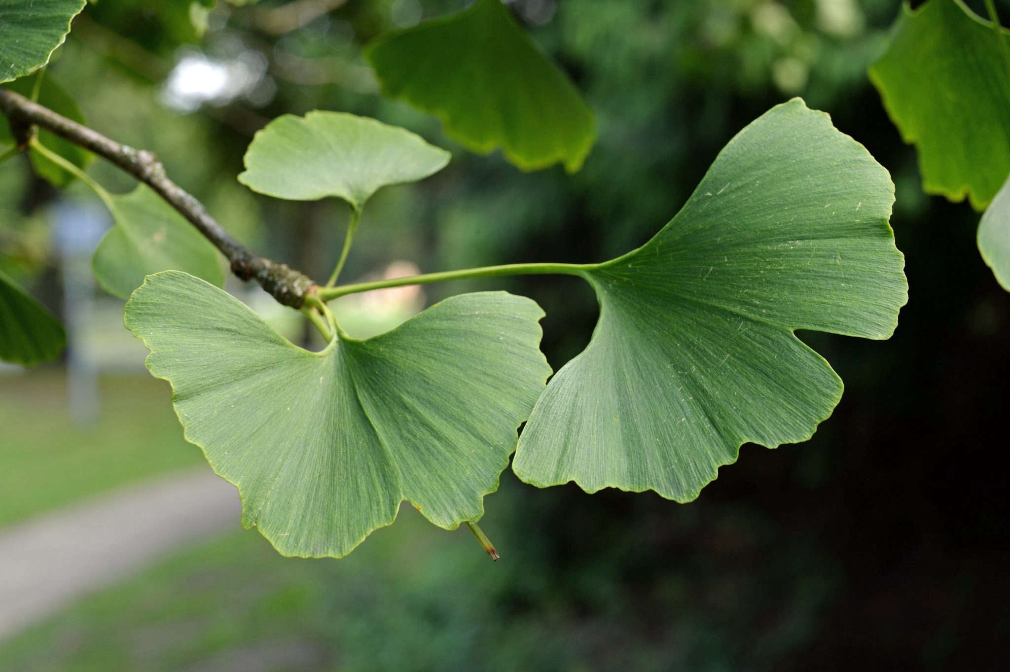 Mature Ginkgo tree with golden fall leaves