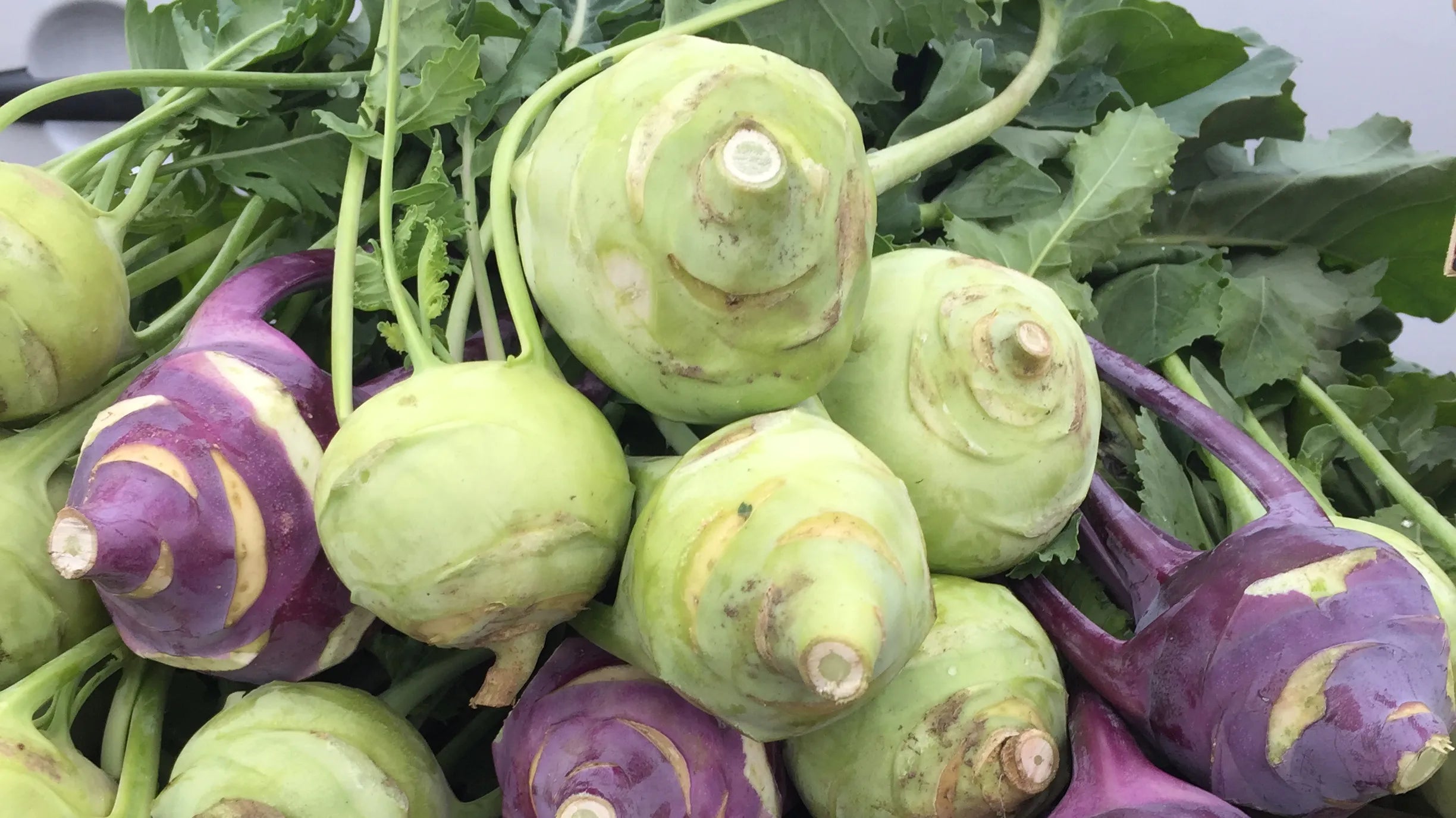 Mature Green Kohlrabi bulbs ready for harvest