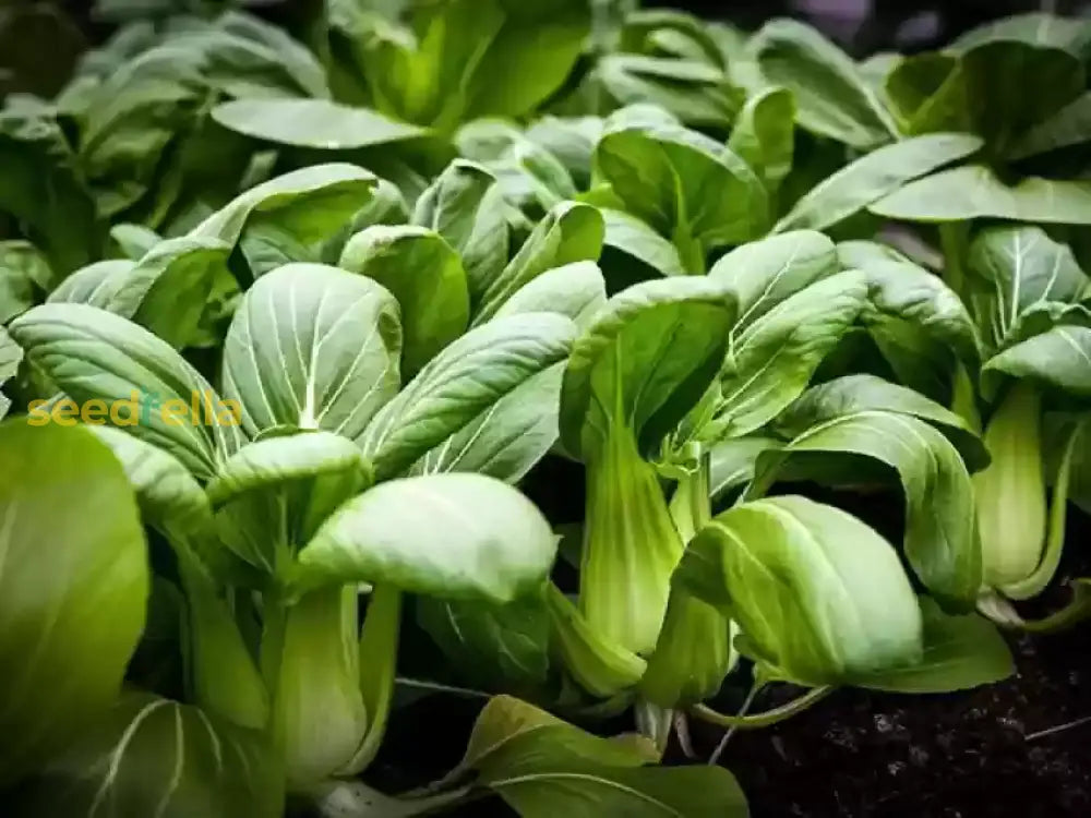 Mature Green Shanghai leafy vegetable
