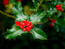 Mature Ilex Opaca tree with red berries