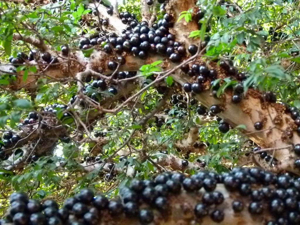 Mature Jaboticaba tree grown from seeds