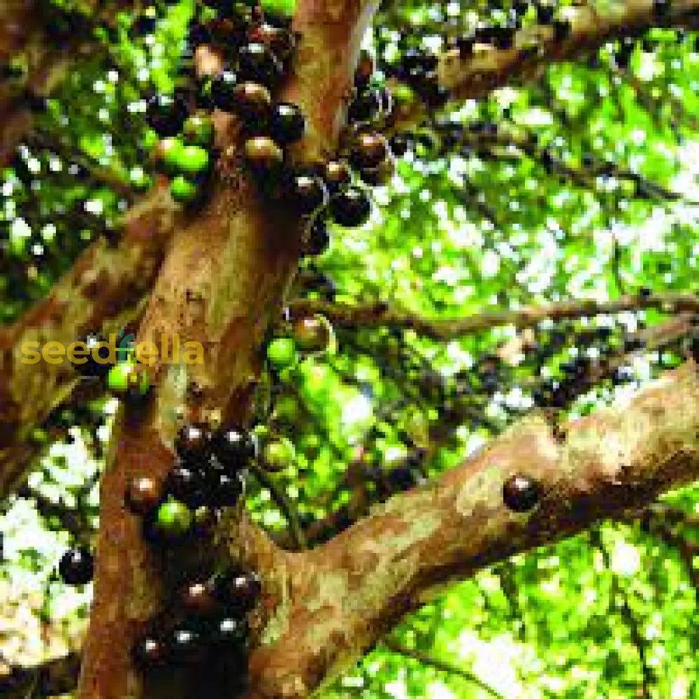 Mature Jabuticaba Tree in Tropical Garden