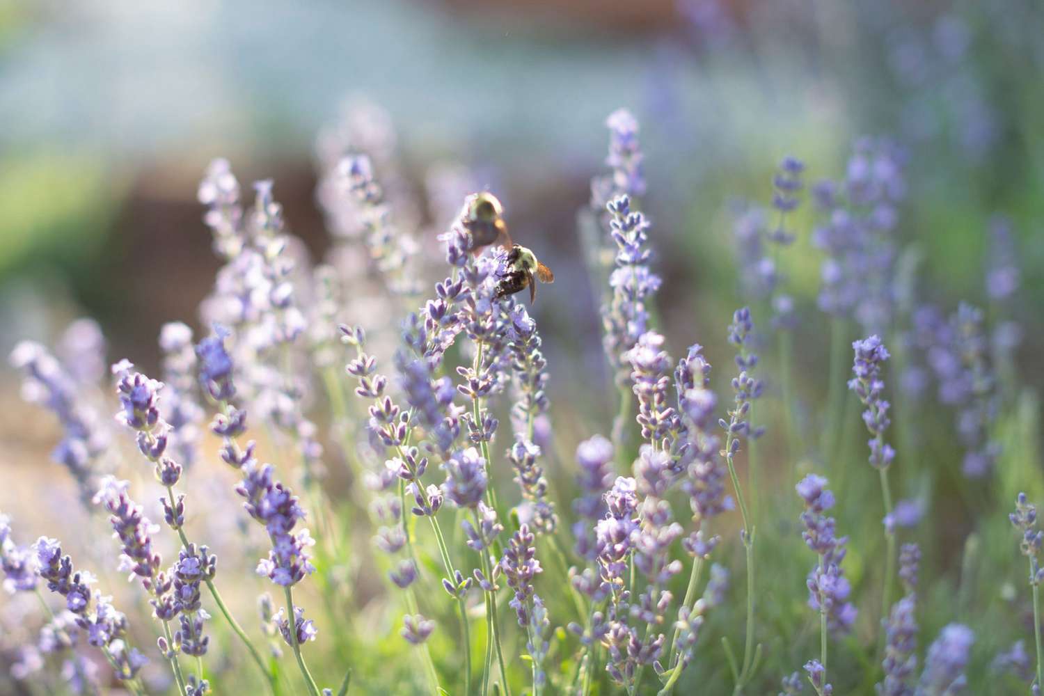 Mature Lavender Mint Plant with Fragrant Leaves