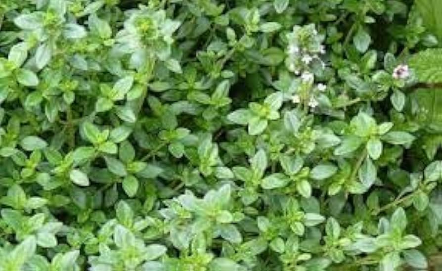 Mature Lemon Thyme Plant with Fragrant Foliage