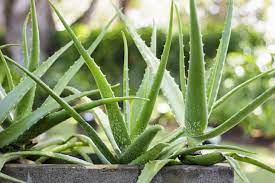 Mature Light Green Aloe Cameron Plant with Succulent Leaves