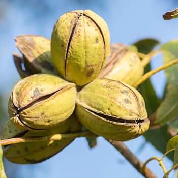 Mature Pecan tree with wide green canopy