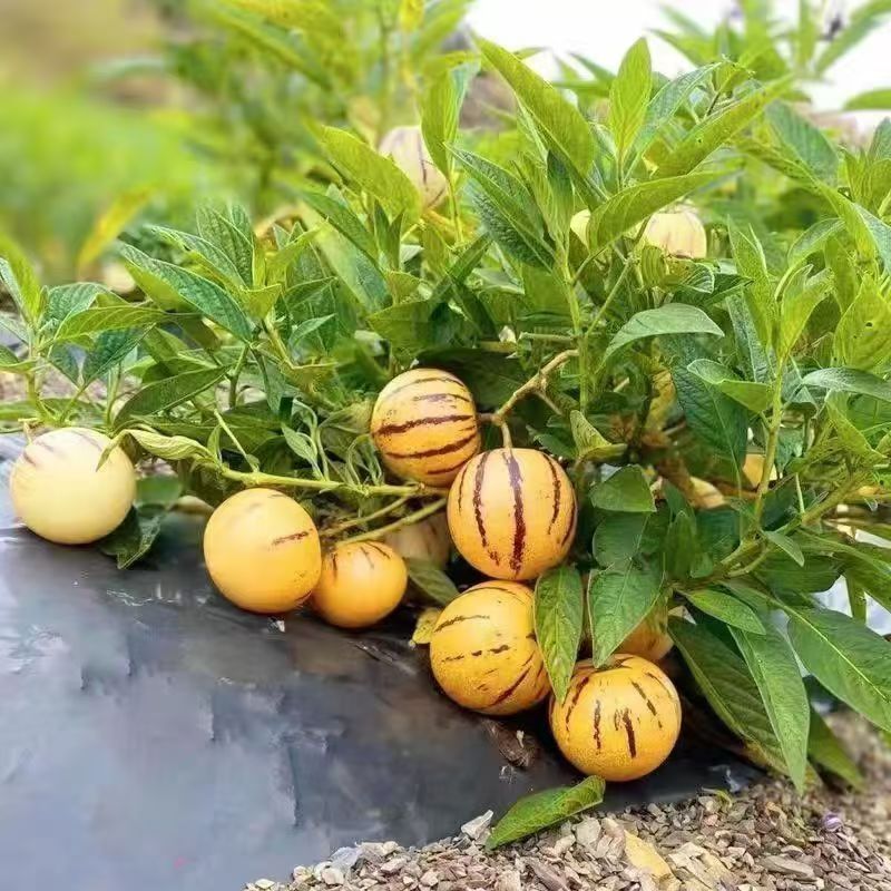 Mature Pepino plants grown from seeds