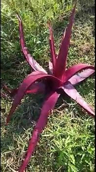 Mature Pink Aloe Vera Plant with Rosette Leaves