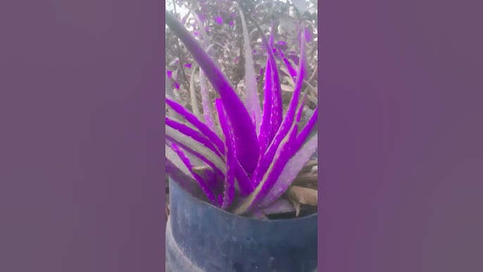 Mature Purple Aloe Cameron Plant with Fleshy Rosette Leaves