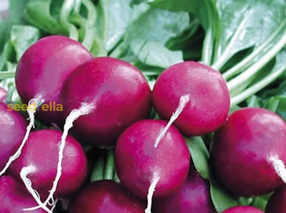 Mature purple radishes freshly harvested