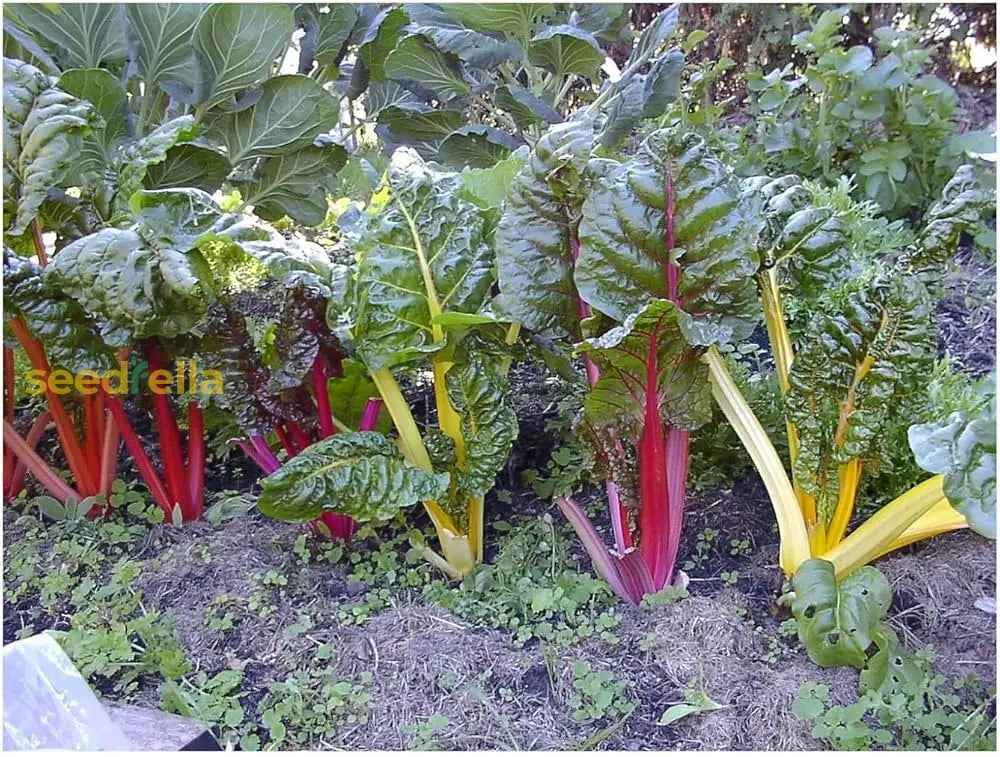 Mature Rainbow Swiss Chard leaves ready for harvest