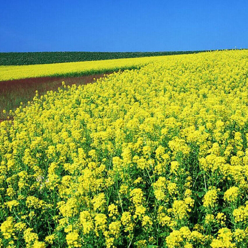Mature Essex Rape Plant with Green Foliage