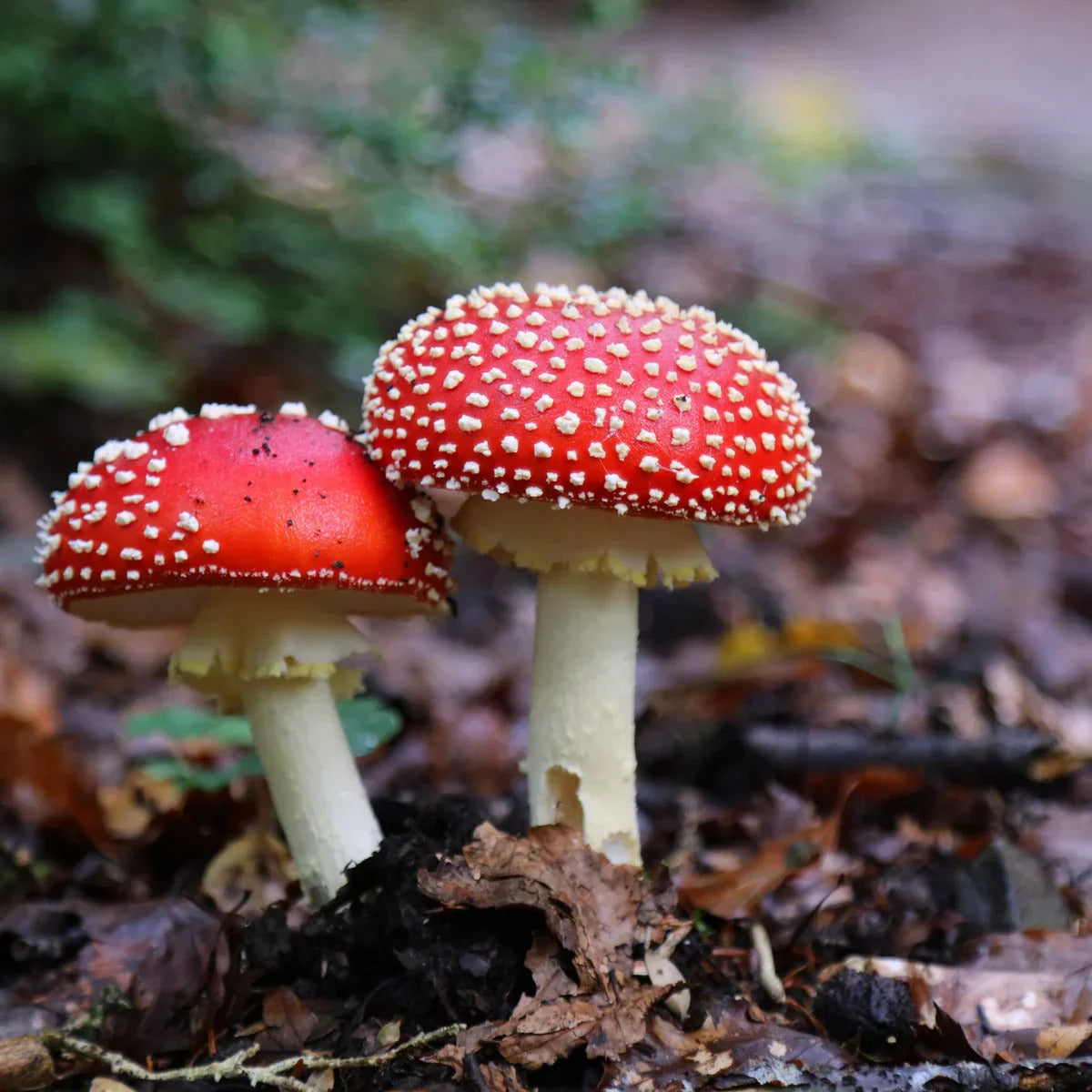 Mature red and white mushrooms grown from seeds