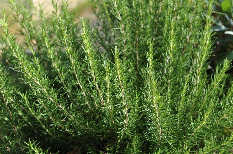 Mature Rosmarinus Plant with Green Needle-Like Leaves