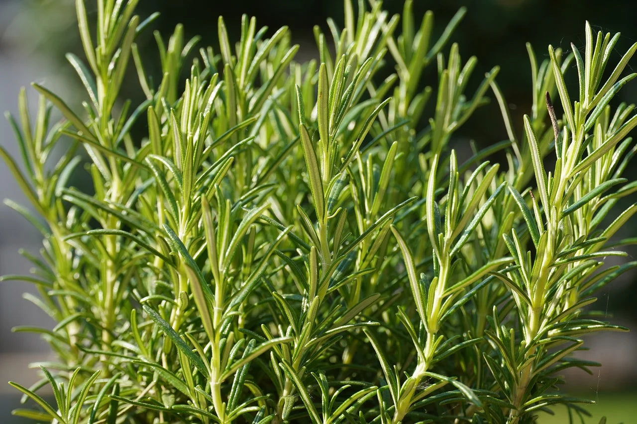 Mature Dark Green Rosemary Plant with Aromatic Leaves