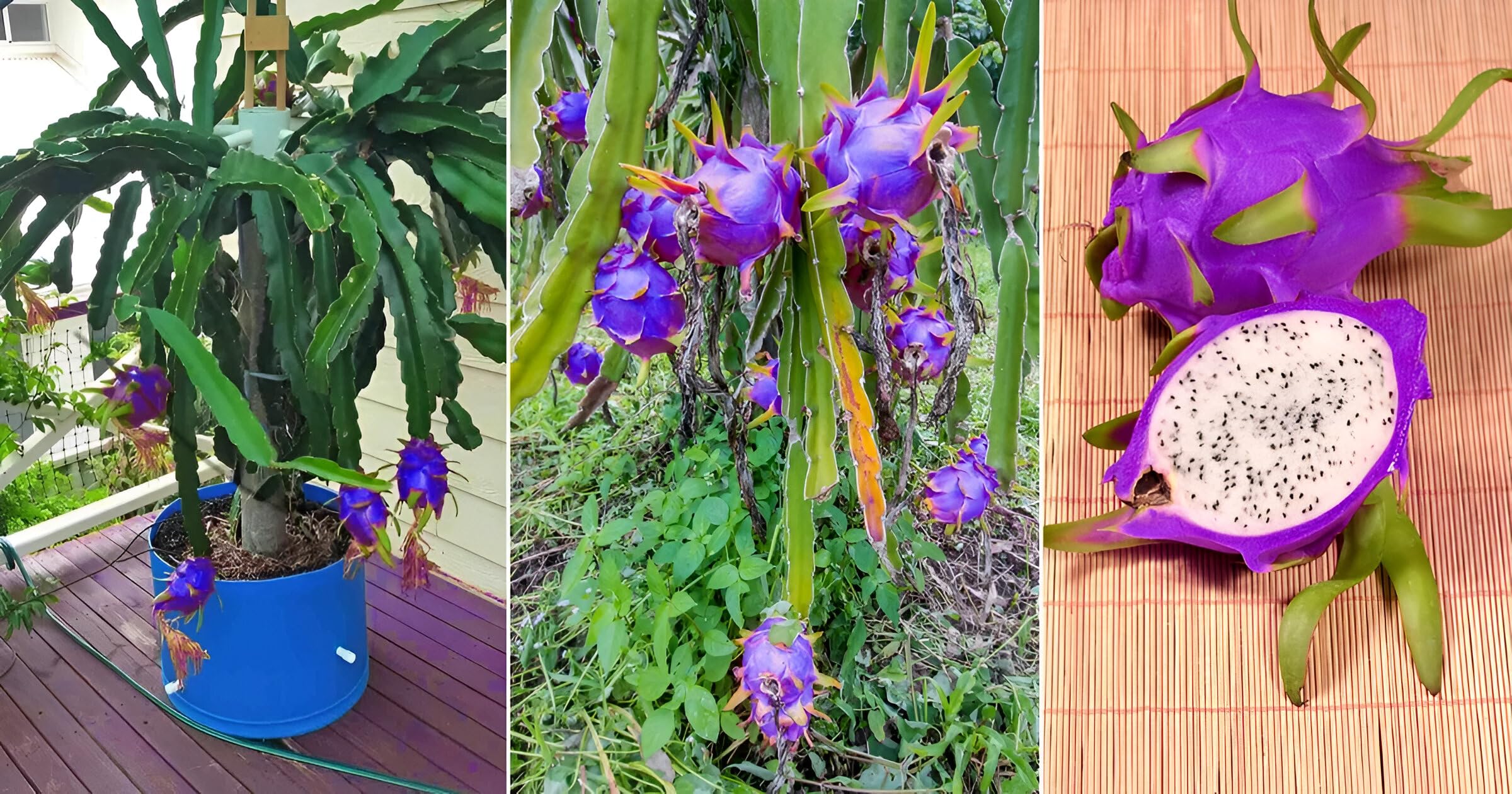 Mature sky blue pitaya cactus grown from seeds