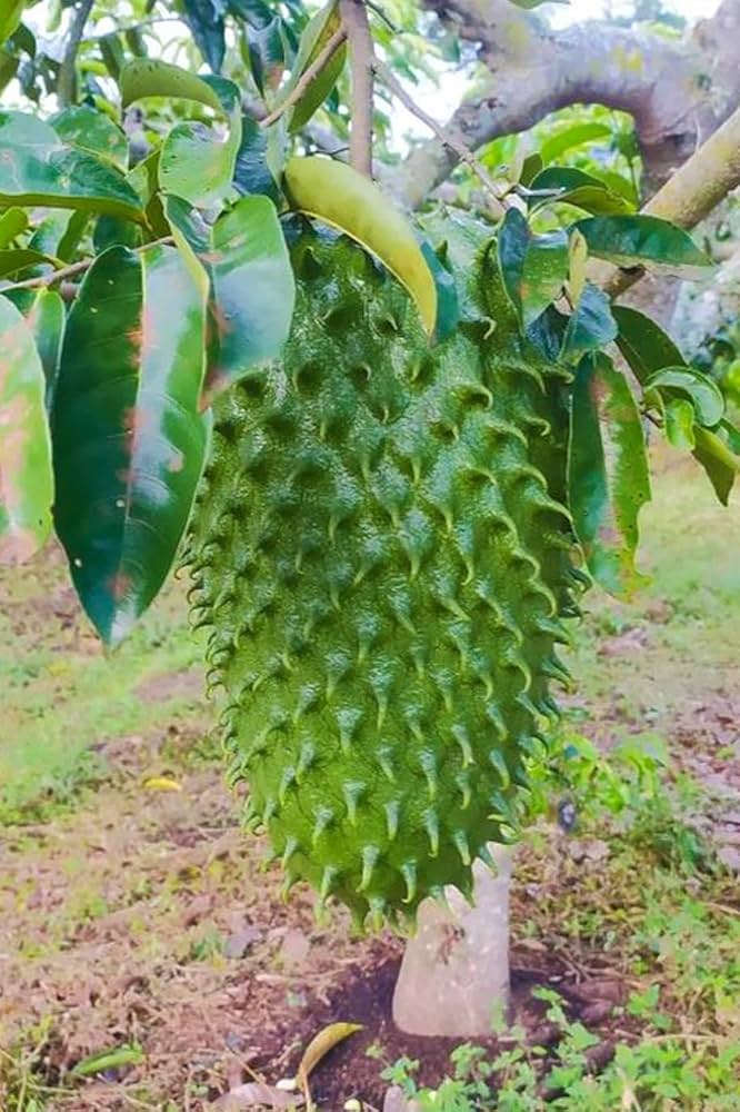 Mature soursop tree with glossy green leaves