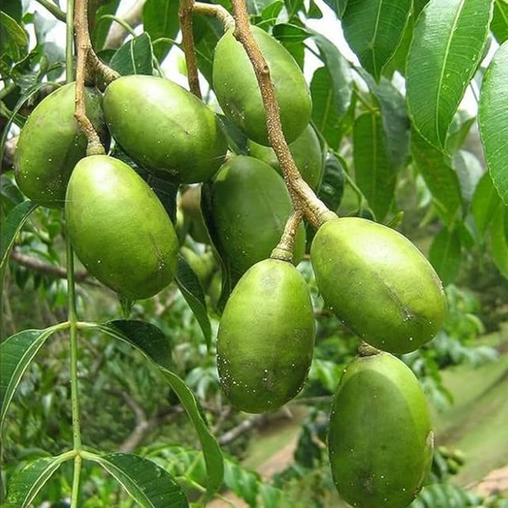Mature Spondias tree with ripe fruits