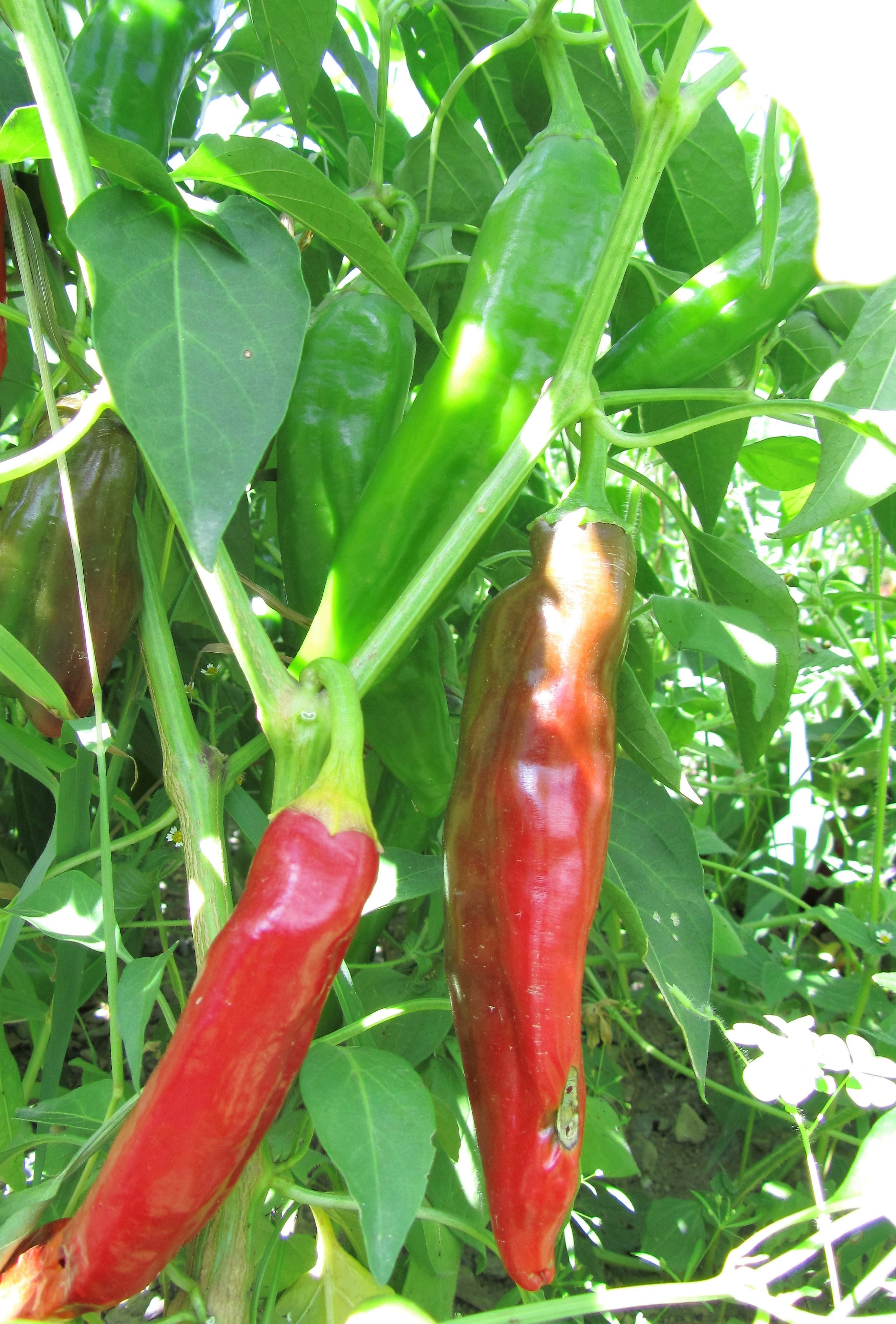Mature Sweet Hungarian Paprika plants grown from seeds