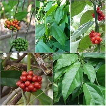 Mature Tiliacora Triandra Vine with Green Leaves